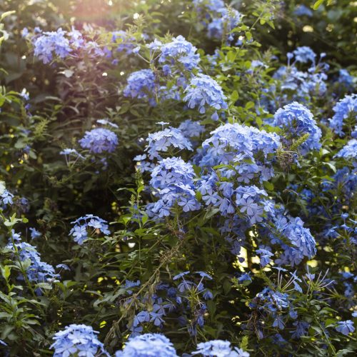 pexel-blue-flower-navy (3)